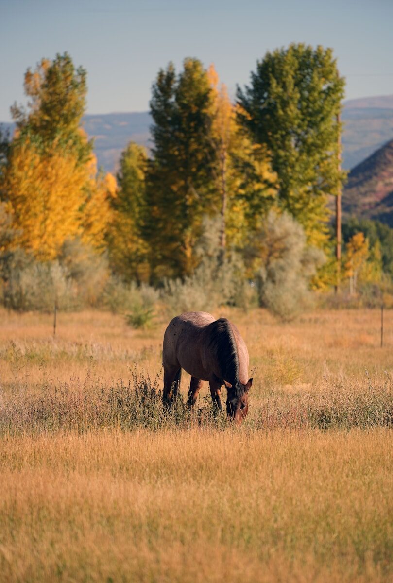 rapid mental health care in durango colorado
